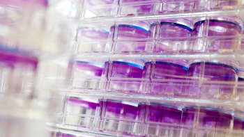 Cultures of cells in a laboratory