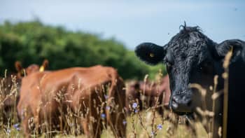 Two cows in a field with green trees and blue sky in the background.
